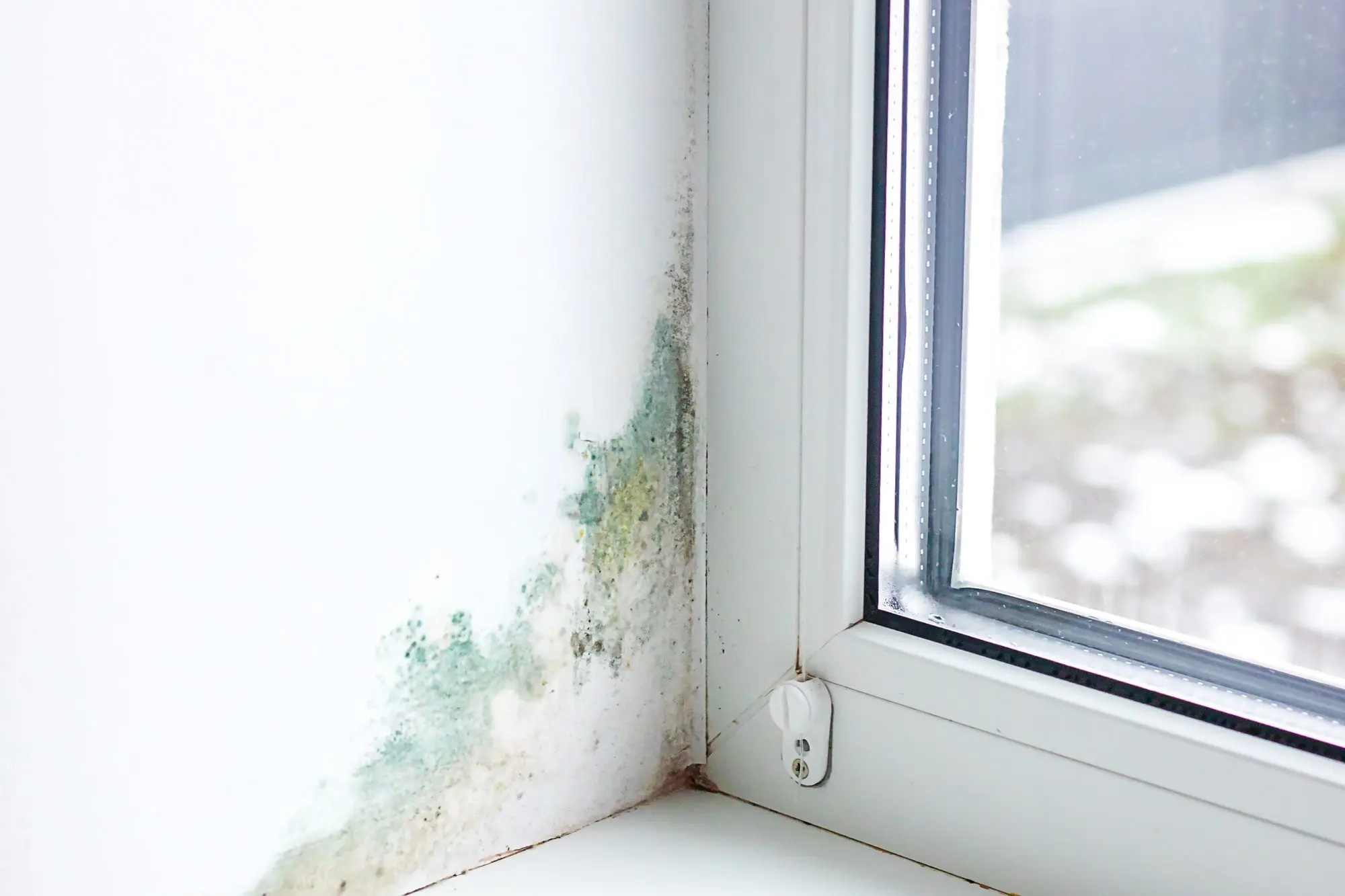 Schimmelhaftung 2026: Mieter oder Vermieter - wer haftet? - Fürth | my-home.de Immobilien